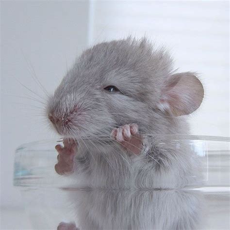 186 Baby Chinchillas That Will Melt Your Heart Baby Chinchilla