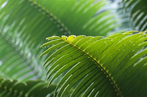 Free Stock Photo Of Frond Leaves Download Free Images And Free