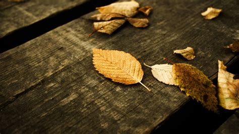 Dried Leaves On Gray Wood Plank Hd Wallpaper Wallpaper Flare