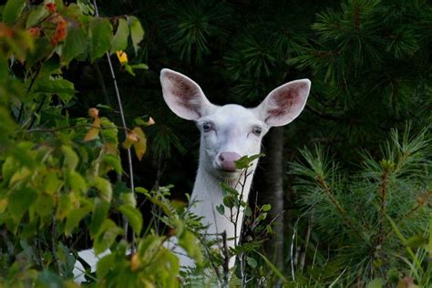 Rare Albino White Tailed Deer Of Boulder Junction Wisconsin