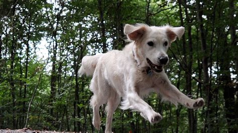 Schifferstadt Hund flüchtet mit Stuhl und beschädigt Auto