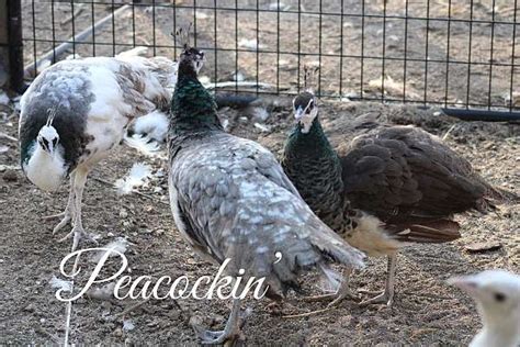 Peafowl Pairs Hens Chicks And Hatching Eggs