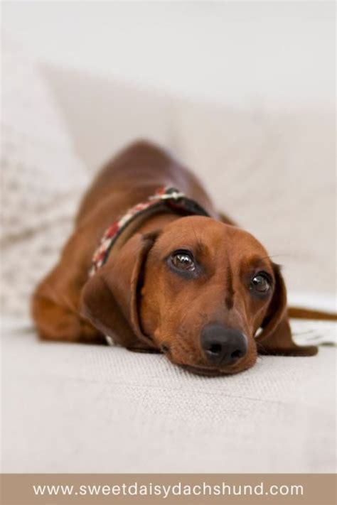 15 Most Common Dachshund Personality Traits - Sweet Daisy Dachshund