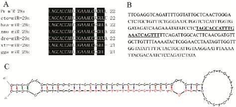 Sequence Analysis Of Pm MiR 29a A Multi Alignment Of Mature MiR 29a