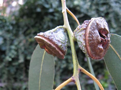 Trees Of Santa Cruz County Eucalyptus Globulus Blue Gum