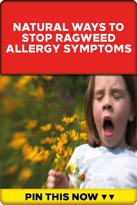 Natural Ways To Stop Ragweed Allergy Symptoms If Youre Living With A