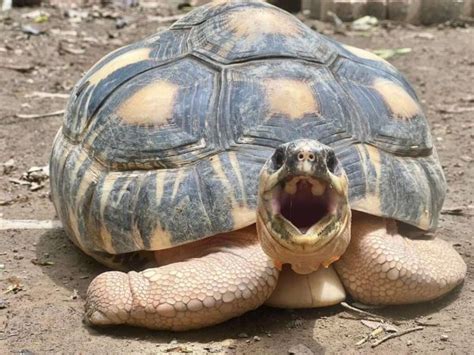 【保育】523世界烏龜日 「龜」宿壽山動物園 「龜」密日常大公開 守護龜龜就是要「龜剛欸」 健行筆記