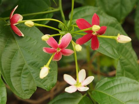 Combretum Indicum Biodiversity All