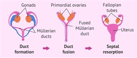 Mullerian Duct Location Benign Disorders Of The Uterine Cervix Current Diagnosis Treatment