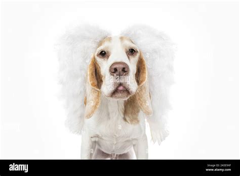 Beagle in costume Stock Photo - Alamy