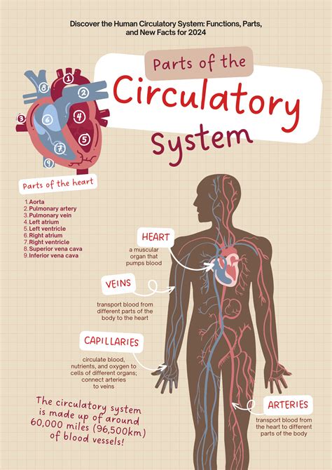 Discover The Human Circulatory System Functions Parts And New Facts