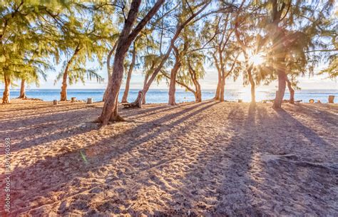 Plage de lHermitage sous les filaos au soleil couchant île de la