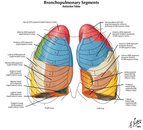 Lung Lobes Anatomy