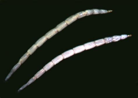 Ceratopogonidae Larvae