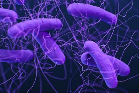 surprising origin  deadly hospital  difficile infections
