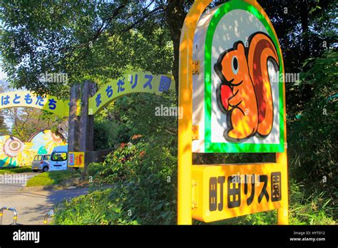 Machida Squirrel Garden Tokyo Japan Stock Photo Alamy