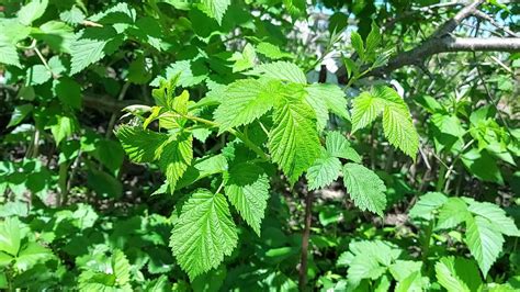 raspberry bush grows in the garden. green leaves. growing berries ...