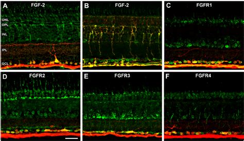 Fgf And Its Receptors In Tda Labeled Retinal Ganglion Cells