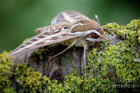 Striped Hawk Moth Photograph By Heath Mcdonald Science Photo Library