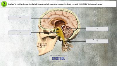 6 Sınıf Sinir Sistemi Fen Bilimleri Çalışması Morpa Kampüs