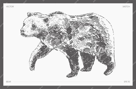 Premium Vector | High detail hand drawn vector illustration of bear ...