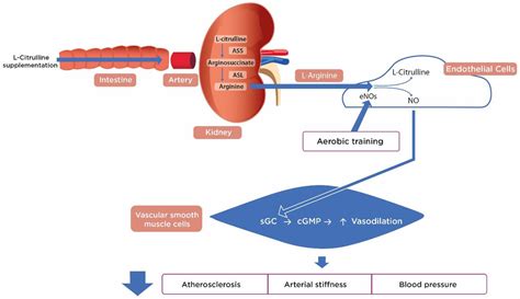 Nutrients Free Full Text Effects Of L Citrulline Supplementation