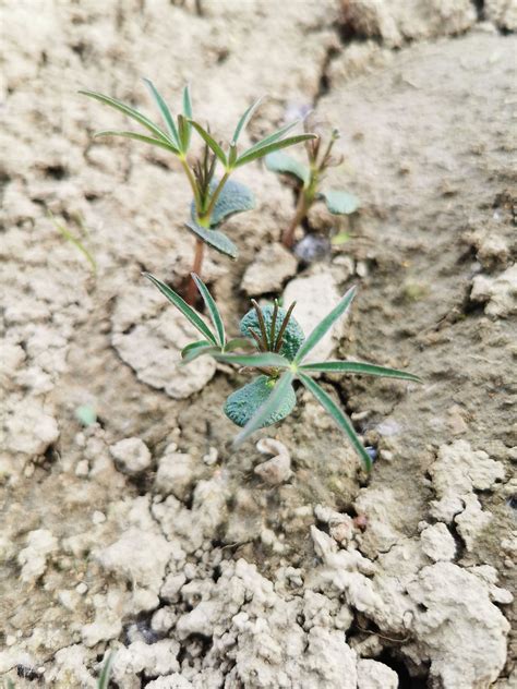 Vielfalt Auf Dem Weltacker Gamprin Entsteht