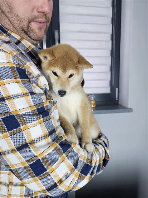 Shiba Inu Szczeni Zkwp Fci Rakowo Olx Pl