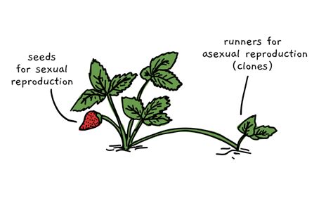 Runner Asexual Reproduction