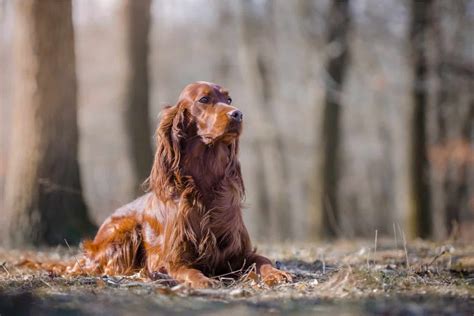 The 10 Best Irish Setter Breeders In The U.S.