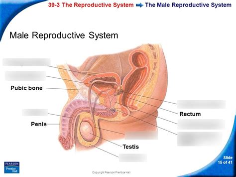 Anat Male Reproductive System Flashcards Quizlet The Best Porn Website