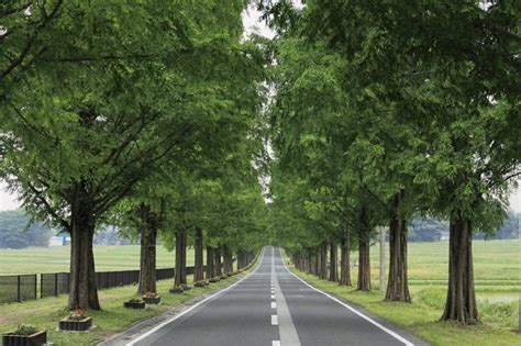 无人横图室外白天正面消失点旅游度假草地草坪美景植物道路路公路日本亚洲一排整齐并列并排景观分界线