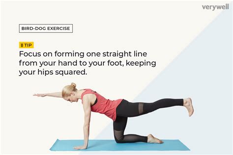 bird dog exercise techniques benefits variations