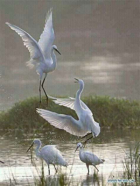 Pin by isabelle servant on Photos | Birds photography nature, Coastal ...