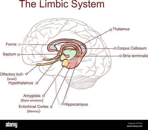 Cross Section Through The Brain Showing The Limbic System And All Related Structures Stock