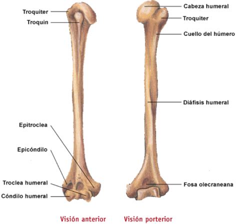 Radiología e Imagen para el Diagnóstico Anatomía Radiológica del Brazo