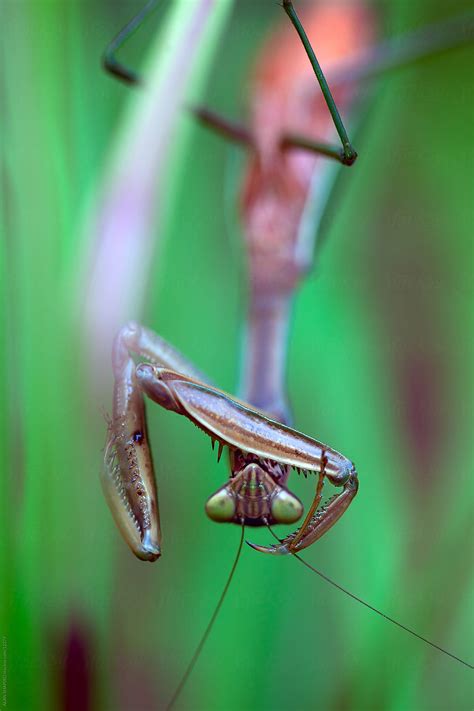 Praying Mantis Del Colaborador De Stocksy Alan Shapiro Stocksy