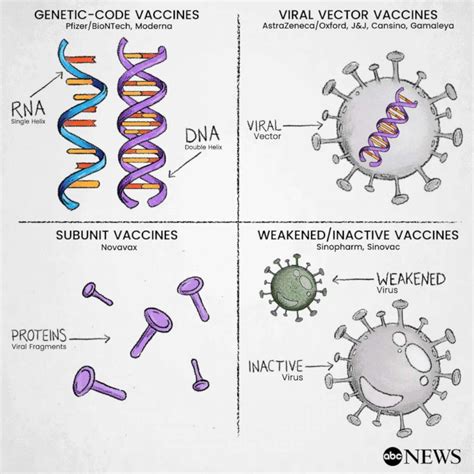 What to know about COVID-19 vaccines and how they work - ABC News