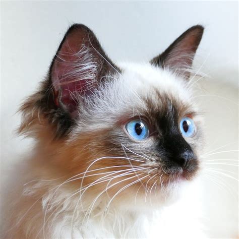 Katze Vollblut Ragdoll Kostenloses Foto Auf Pixabay