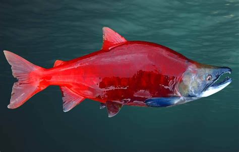 Peixe Salm O Caracter Sticas Alimenta O E Sua Reprodu O