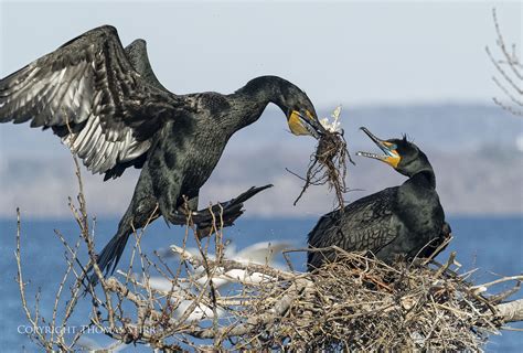 Cormorant nesting behaviour - Small Sensor Photography by Thomas Stirr