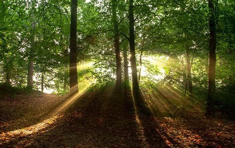 Green Trees With Yellow Sunlight · Free Stock Photo