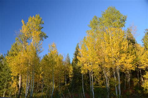 Download free photo of Aspen,aspen trees,color change,autumn,fall ...