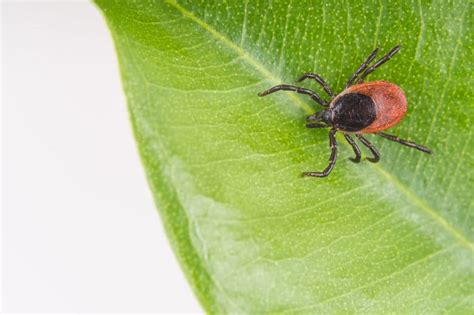 Lyme Disease Therapy In Calgary Ab Highly Trained Doctors And