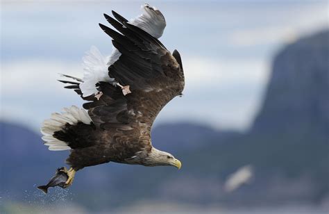 Protected White-tailed eagle falls prey to illegal poisoning in Austria