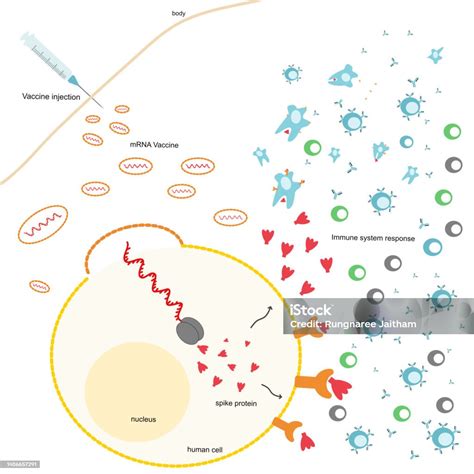 Proses Imunisasi Dalam Tubuh Manusia Setelah Injeksi Vaksin Mrna Yang