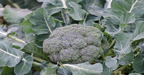 Broccoli (How to Plant, Grow & Care for) - GIY Plants