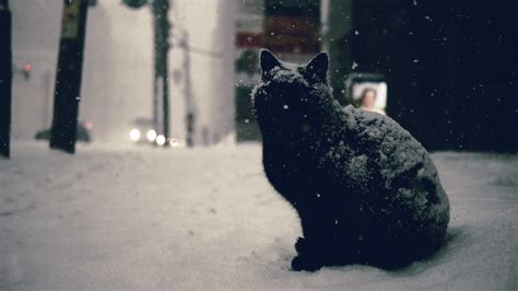 Snow Cat Wallpapers Wallpaper Cave