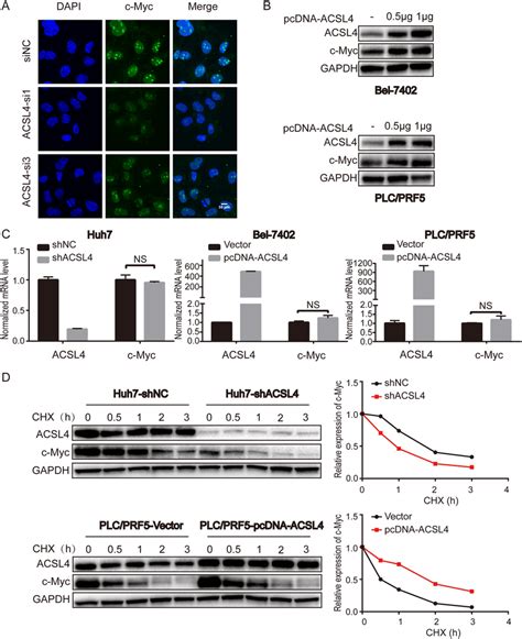 Acsl Enhances C Myc Stability At A Post Transcription Level A