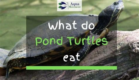 What Do Pond Turtles Eat A Feeding Guide Aqua Movement